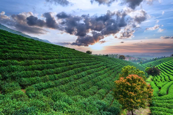 Plantacje herbaty w Chinach — Zdjęcie stockowe