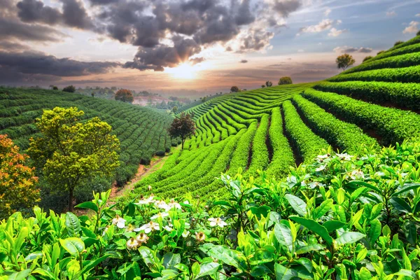 Čajové plantáže čína — Stock fotografie