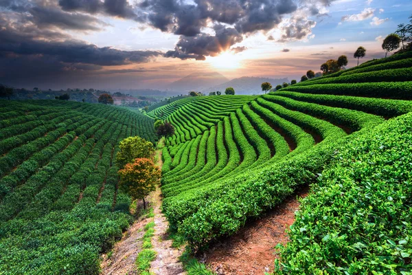 Plantaciones de té en China —  Fotos de Stock