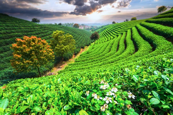 Çin çay tarlaları — Stok fotoğraf