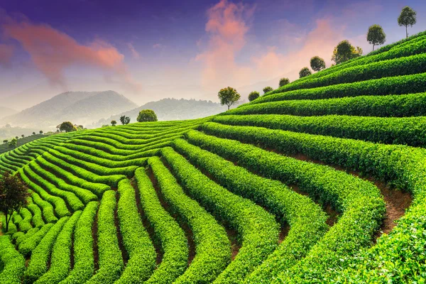 Plantaciones de té en China —  Fotos de Stock