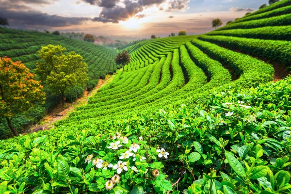 Çin çay tarlaları — Stok fotoğraf