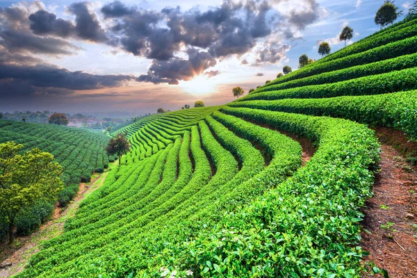 Çin çay tarlaları — Stok fotoğraf