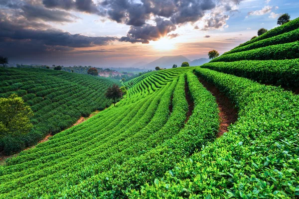 Plantaciones de té bajo el cielo —  Fotos de Stock