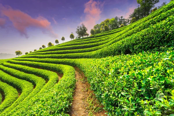 Plantaciones de té bajo el cielo —  Fotos de Stock