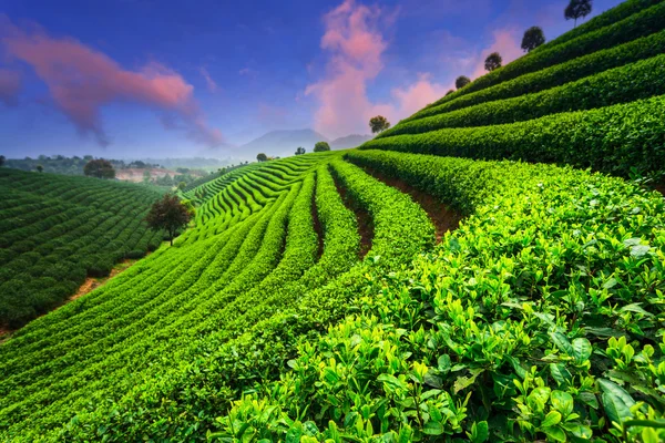 Plantações de chá sob o céu — Fotografia de Stock