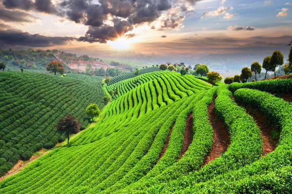 Plantaciones de té bajo el cielo —  Fotos de Stock