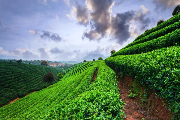 Plantaciones de té bajo el cielo —  Fotos de Stock