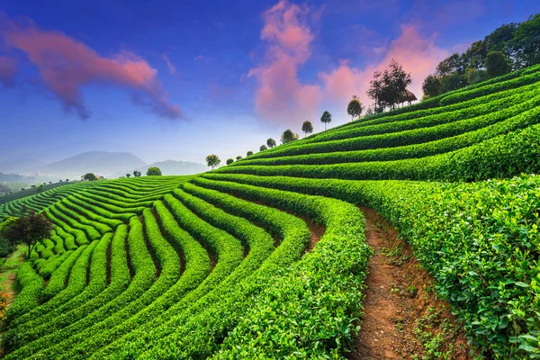 Plantaciones de té bajo el cielo —  Fotos de Stock