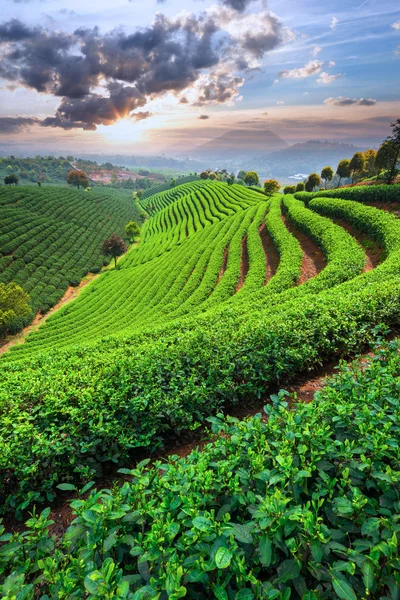 Plantaciones de té bajo el cielo —  Fotos de Stock