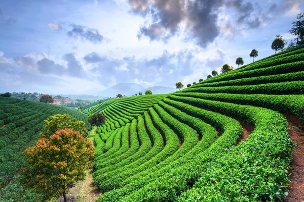 Plantações de chá sob o céu — Fotografia de Stock