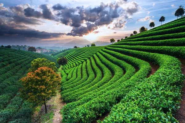 Чайные плантации под небом — стоковое фото