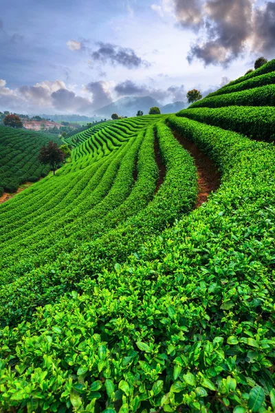 Plantacje herbaty pod niebem — Zdjęcie stockowe