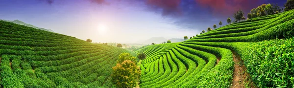Plantations de thé sous le ciel — Photo