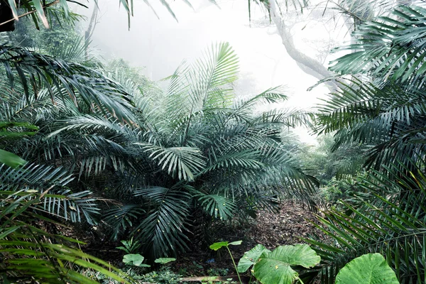 Arbusto de árvores em floresta — Fotografia de Stock