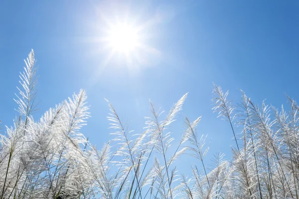White reeds and blue sky — Stock Photo, Image