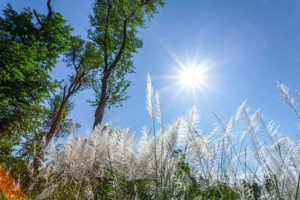 Witte riet en blauwe hemel — Stockfoto