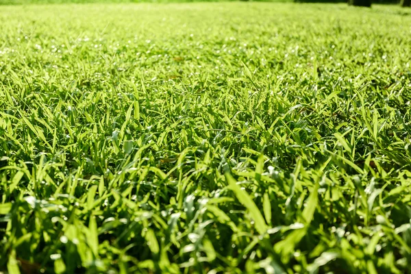 Closeup view of meadow — Stock Photo, Image