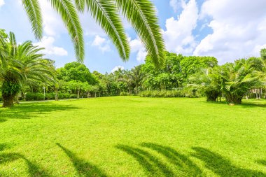 güneş ışığı altında yeşil park