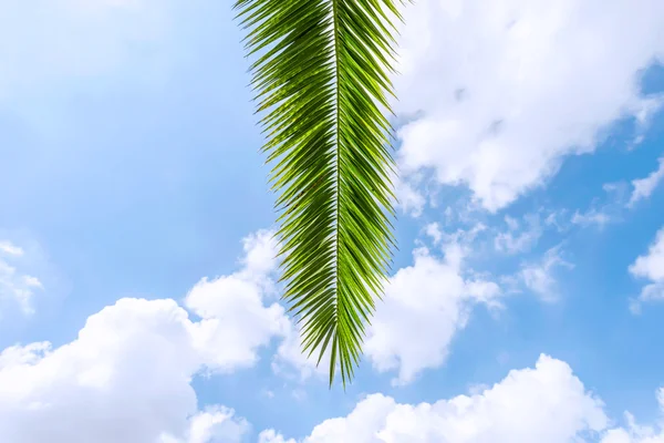 棕榈树上的叶子在蓝色的天空下 — 图库照片