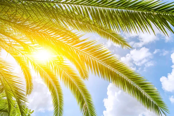 Green park under sunshine — Stock Photo, Image