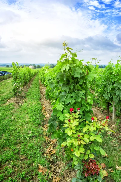 Vingård i en landsbygd — Stockfoto