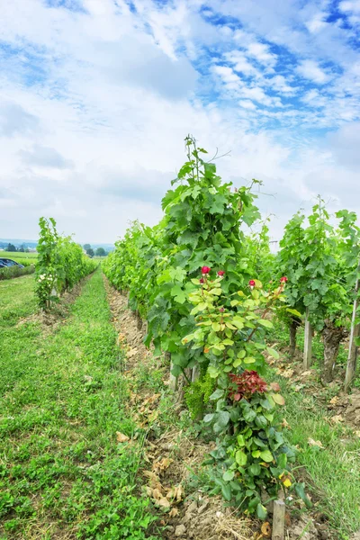 Viñedo en un campo —  Fotos de Stock