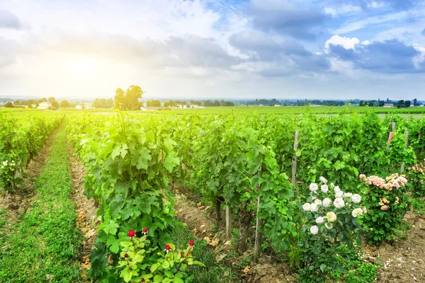 Vineyard in a countryside — Stock Photo, Image