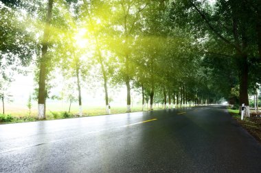 Asfalt yol, gün ışığı altında ağaç çimleri