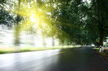 Asfalt yol, gün ışığı altında ağaç çimleri