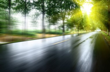 Asfalt yol, gün ışığı altında ağaç çimleri