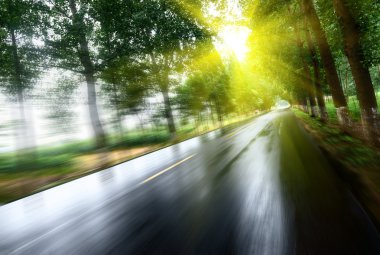 Asfalt yol, gün ışığı altında ağaç çimleri