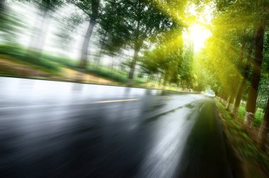 Asfalt yol, gün ışığı altında ağaç çimleri