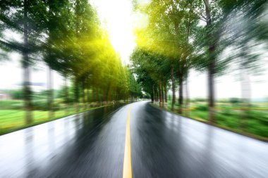 Asfalt yol, gün ışığı altında ağaç çimleri