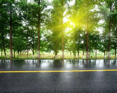 Asfalt yol, gün ışığı altında ağaç çimleri