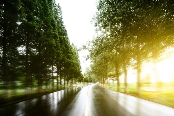 Asphalt road with tree lawns under sunshine — Stock Photo, Image