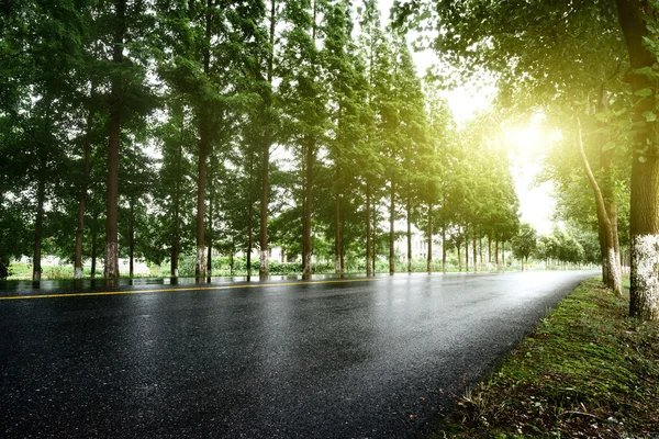 Strada asfaltata con prati alberati sotto il sole — Foto Stock