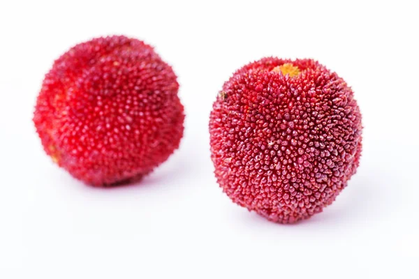 Κόκκινο και ώριμα waxberries — Φωτογραφία Αρχείου
