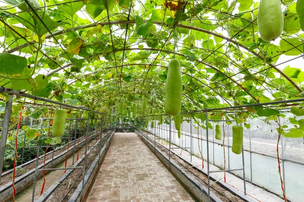 Interior of vegetable greenhouse — Stock Photo, Image