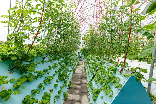 Interior of vegetable greenhouse — Stock Photo, Image