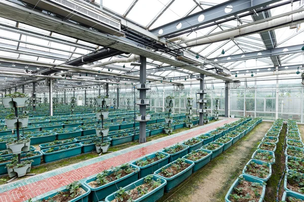 Intérieur de serre de légumes — Photo