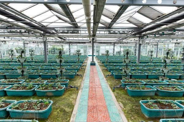 Innere des Gemüsegewächshauses — Stockfoto