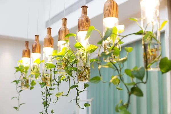 Luzes bonitas com plantas penduradas no quarto — Fotografia de Stock