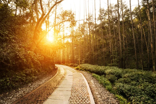 太陽光線と森の中の小道 — ストック写真