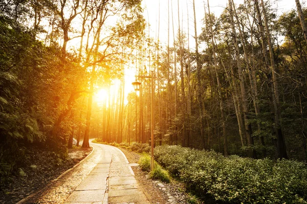Fußweg durch Wald mit Sonnenstrahl — Stockfoto