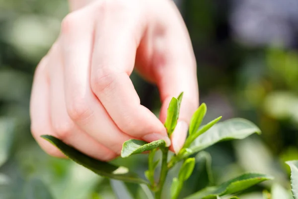 Beautiful asian girl picking tea — Stock Photo, Image