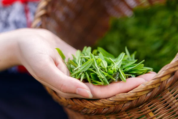 Beautiful asian girl picking tea — Stock Photo, Image