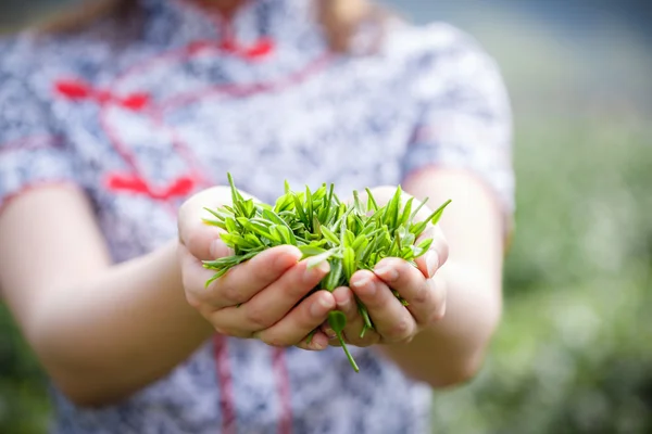 Schön asiatische Mädchen Kommissionierung Tee — Stockfoto