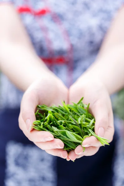 Beautiful asian girl picking tea — Stock Photo, Image