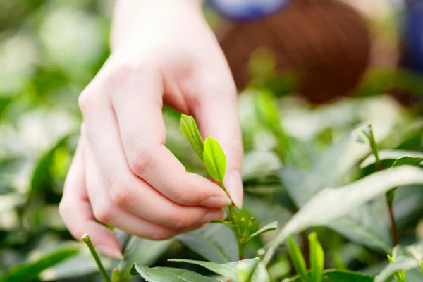 Beautiful asian girl picking tea — Stock Photo, Image